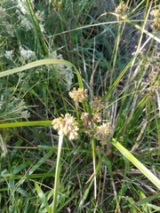 Cyperus entrerianus