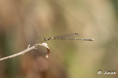 Prodasineura autumnalis