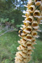 Digitalis ferruginea