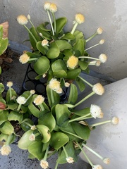 Haemanthus