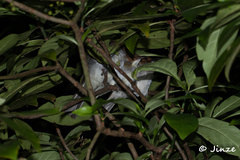 Hemixos castanonotus