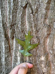 Quercus rubra