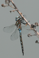 Rhionaeschna californica