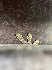 Gekko japonicus