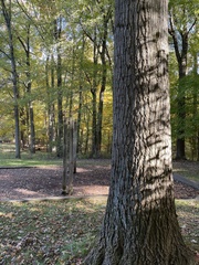 Quercus rubra