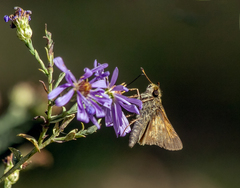 Polites themistocles