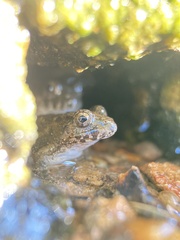 Fejervarya kawamurai