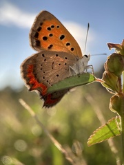 Lycaena phlaeas daimio