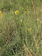 Silphium gracile