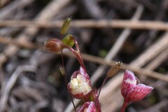 Stellaria graminea