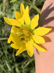 Silphium gracile