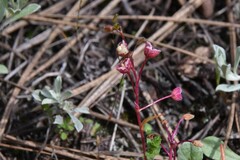 Stellaria graminea