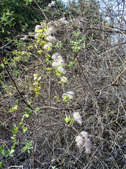 Clematis lasiantha