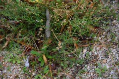 Ortegia hispanica