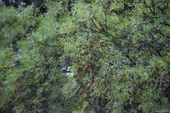 Fraxinus angustifolia