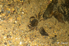 Cryptopotamon anacoluthon