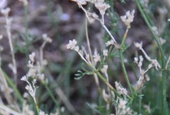 Ortegia hispanica