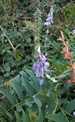 Galega officinalis