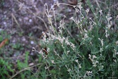 Ortegia hispanica