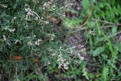 Ortegia hispanica