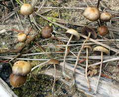 Psilocybe