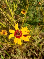 Coreopsis tinctoria