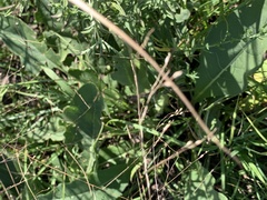 Helianthus occidentalis