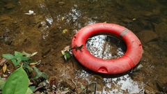 Physignathus cocincinus