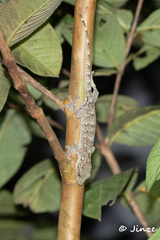 Gekko chinensis