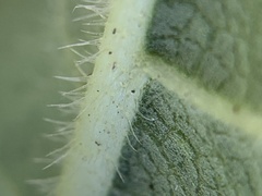 Helianthus occidentalis