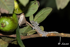Gekko chinensis