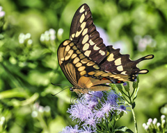 Heraclides cresphontes