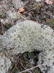 Cladonia arbuscula