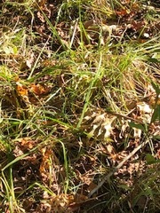 Thamnophis saurita saurita