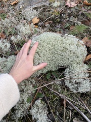 Cladonia arbuscula