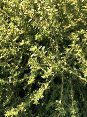 Amaranthus albus