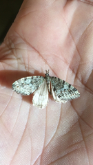 Hydriomena nubilofasciata