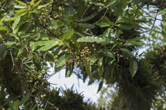 Syzygium nervosum