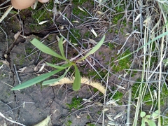 Penstemon comarrhenus