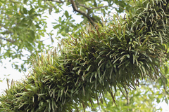 Pyrrosia adnascens