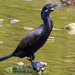 Neotropic Cormorant - Photo (c) Kala Murphy King, some rights reserved (CC BY-NC-ND), uploaded by Kala Murphy King