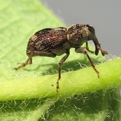 Acoptus suturalis
