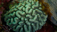 Mycetophyllia