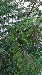 Amazona albifrons