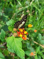 Catasticta nimbice