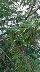 Amazona albifrons