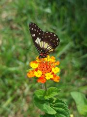 Catasticta nimbice