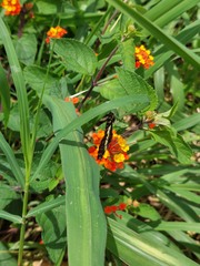 Catasticta nimbice