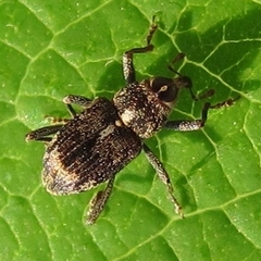 Acoptus suturalis