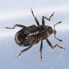 Acoptus suturalis